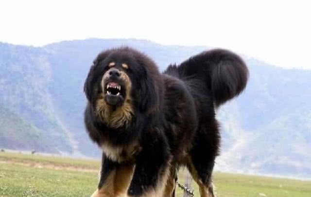 十大巨型犬种介绍,你了解哪几种