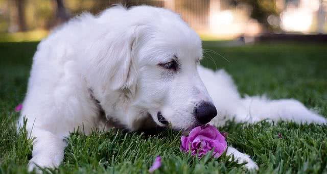 十大巨型犬种介绍,你了解哪几种