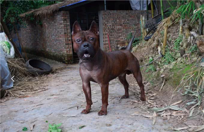中华稀有猛犬个头不大爆发力极强,和杜高犬打配合是绝配!