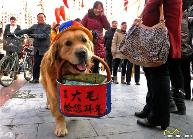 狗狗耳朵护理要点