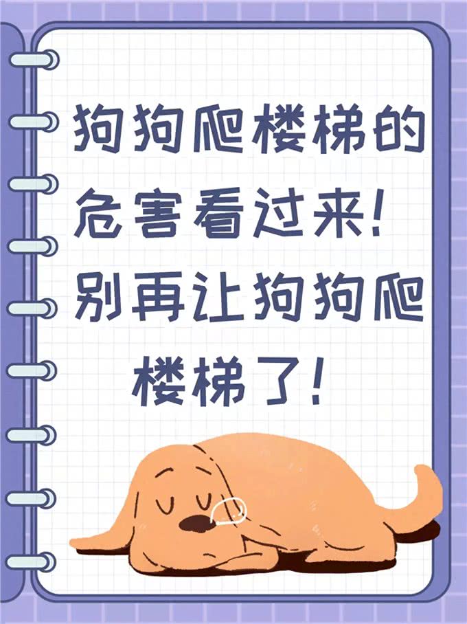 狗狗爬楼梯的危害看过来!