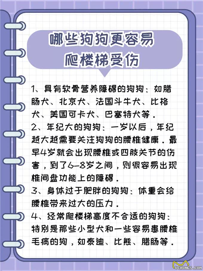 狗狗爬楼梯的危害看过来!