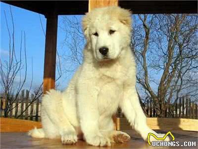 中亚牧羊犬怎么训练?中亚牧羊犬笼内训练及定点大小便训练方法
