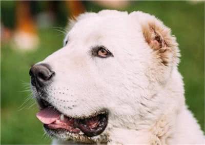中亚牧羊犬怎么训练?中亚牧羊犬笼内训练及定点大小便训练方法