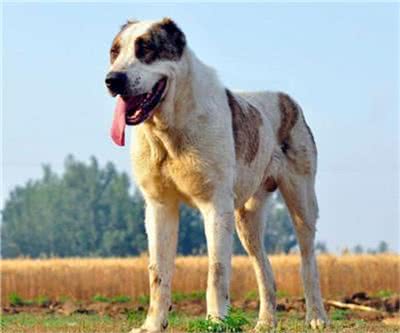 中亚牧羊犬怎么训练?中亚牧羊犬笼内训练及定点大小便训练方法
