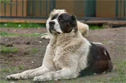 中亚牧羊犬怎么训练?中亚牧羊犬笼内训练及定点大小便训练方法