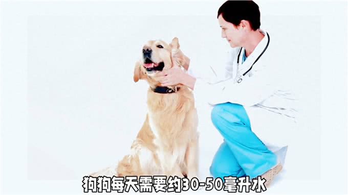 宠物每天喝多少水?