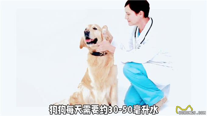 宠物每天喝多少水?