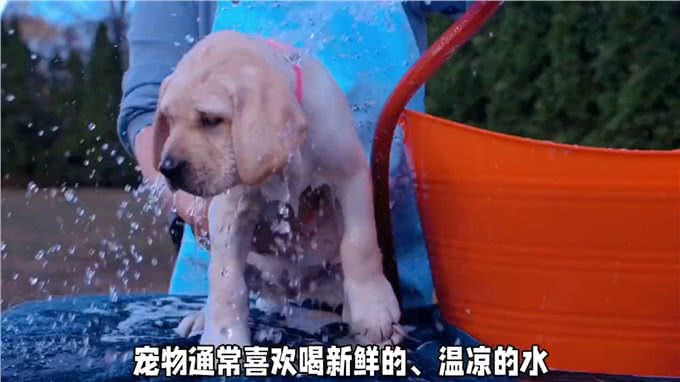 宠物每天喝多少水?