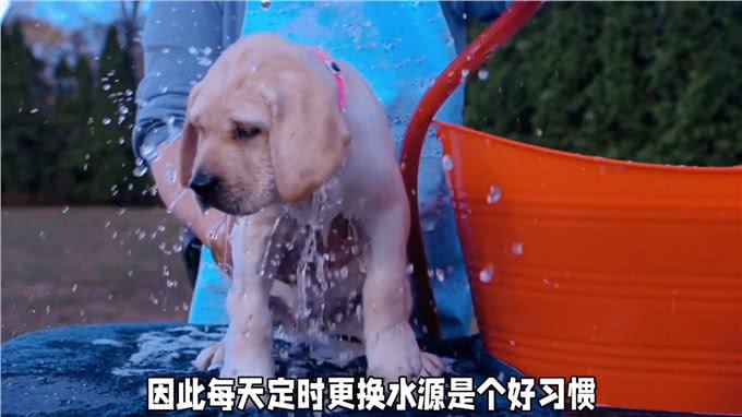 宠物每天喝多少水?