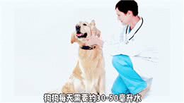 宠物每天喝多少水?