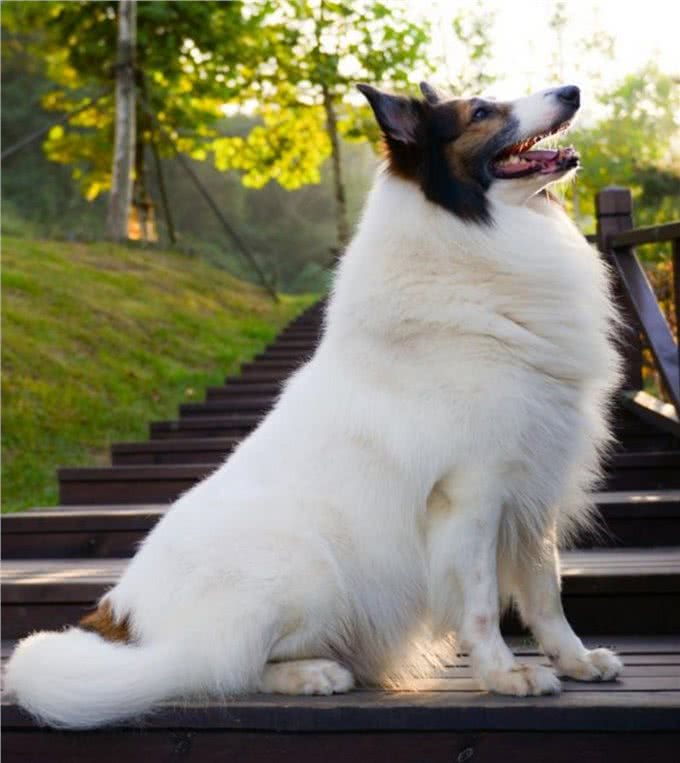 只需要3步教你辨别优质的苏格兰牧羊犬，看看你家狗狗纯不纯
