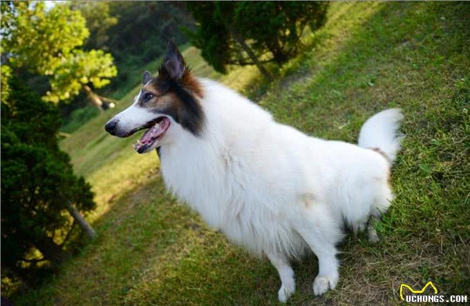 只需要3步教你辨别优质的苏格兰牧羊犬，看看你家狗狗纯不纯