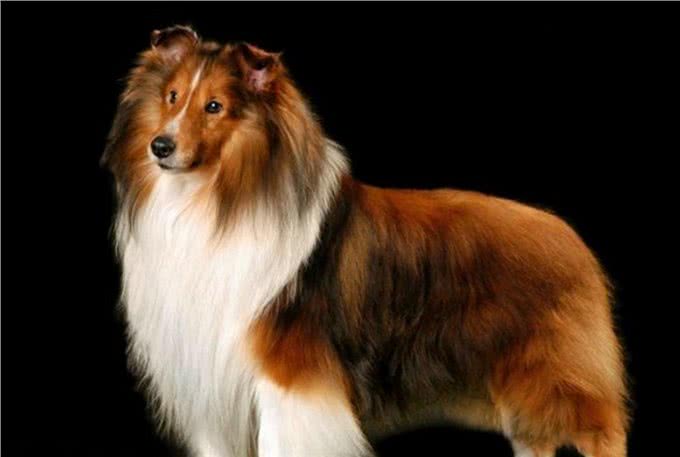 只需要3步教你辨别优质的苏格兰牧羊犬，看看你家狗狗纯不纯