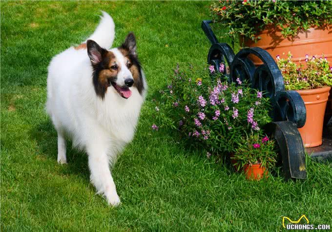 只需要3步教你辨别优质的苏格兰牧羊犬，看看你家狗狗纯不纯