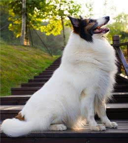 只需要3步教你辨别优质的苏格兰牧羊犬，看看你家狗狗纯不纯
