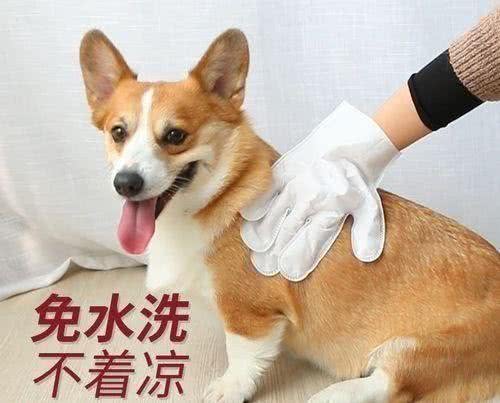 天气炎热时给狗狗洗澡的注意事项(二)金毛苏牧比熊幼犬可以干洗
