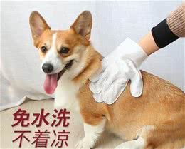 天气炎热时给狗狗洗澡的注意事项（二）金毛苏牧比熊幼犬可以干洗