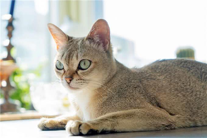 推荐朋友们饲养的猫咪品种二十四(新加坡猫和雪鞋猫)