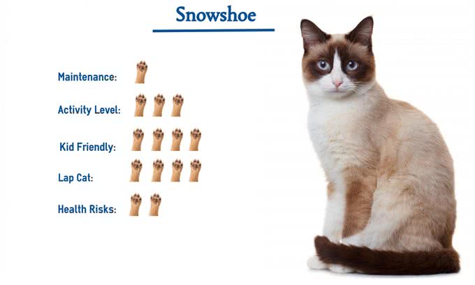 推荐朋友们饲养的猫咪品种二十四(新加坡猫和雪鞋猫)