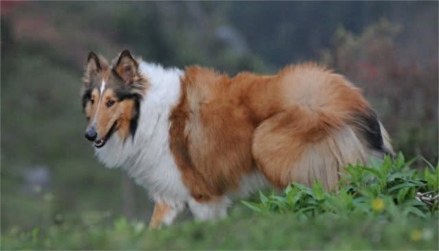 可爱的苏牧犬，你是暖心的天使