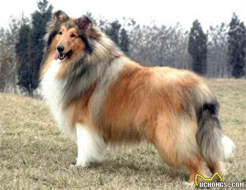 可爱的苏牧犬，你是暖心的天使