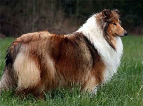 可爱的苏牧犬，你是暖心的天使