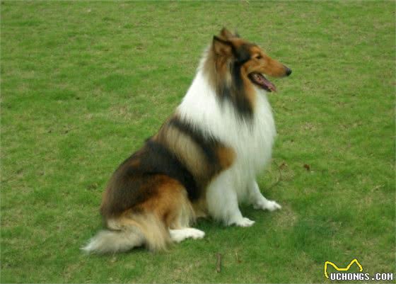 可爱的苏牧犬，你是暖心的天使