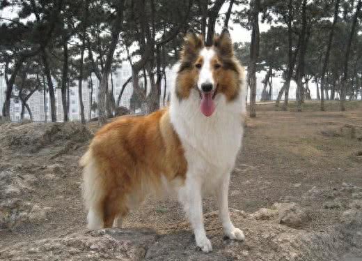 可爱的苏牧犬，你是暖心的天使
