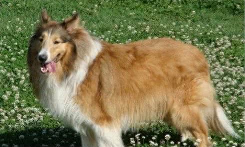 可爱的苏牧犬，你是暖心的天使