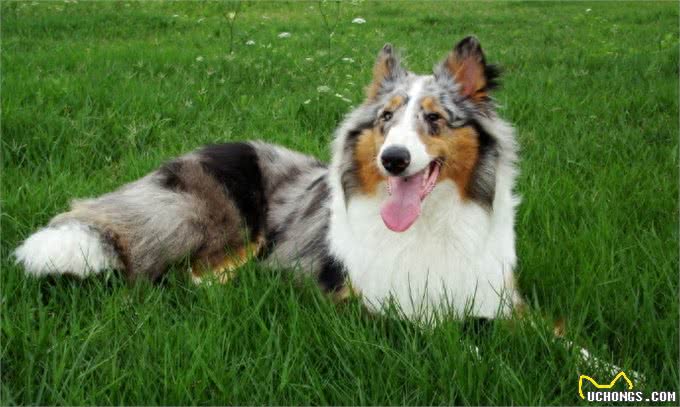 可爱的苏牧犬，你是暖心的天使