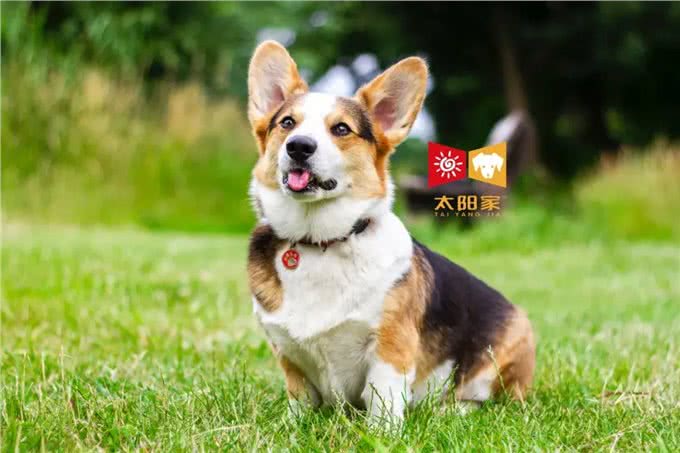 狗狗毛色褪色的5个原因,你了解吗?