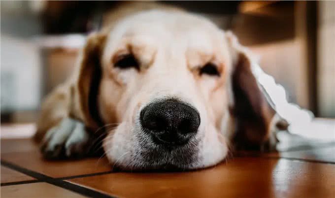狗狗毛色褪色的5个原因，你了解吗?
