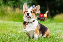 狗狗毛色褪色的5个原因，你了解吗?