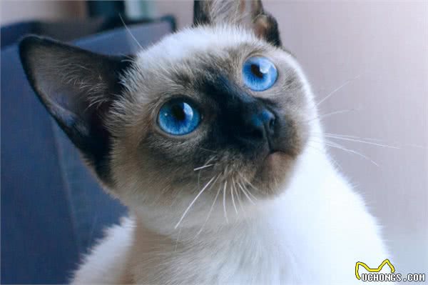 暹罗猫:世界上最著名的短毛猫品种之一(原产地为暹罗)