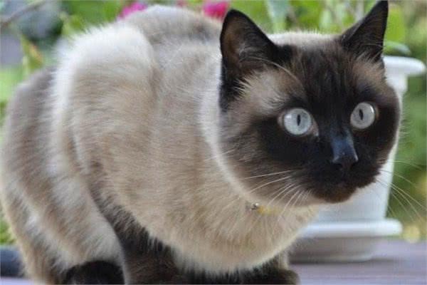 暹罗猫:世界上最著名的短毛猫品种之一(原产地为暹罗)