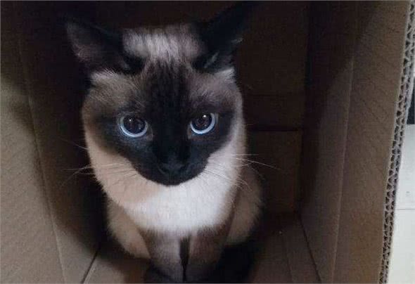 暹罗猫:世界上最著名的短毛猫品种之一(原产地为暹罗)