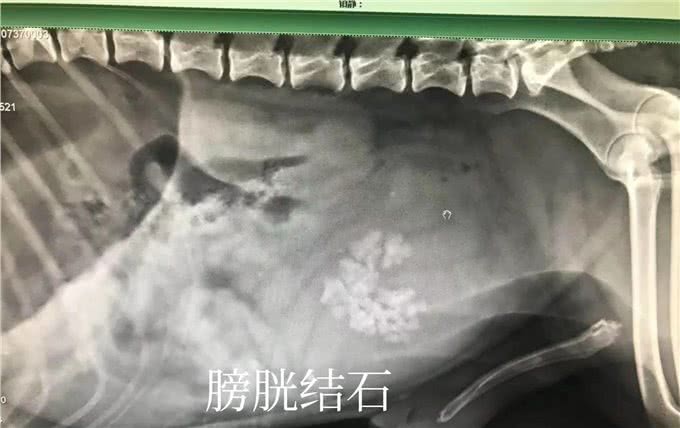 宠物尿血，怎么办?