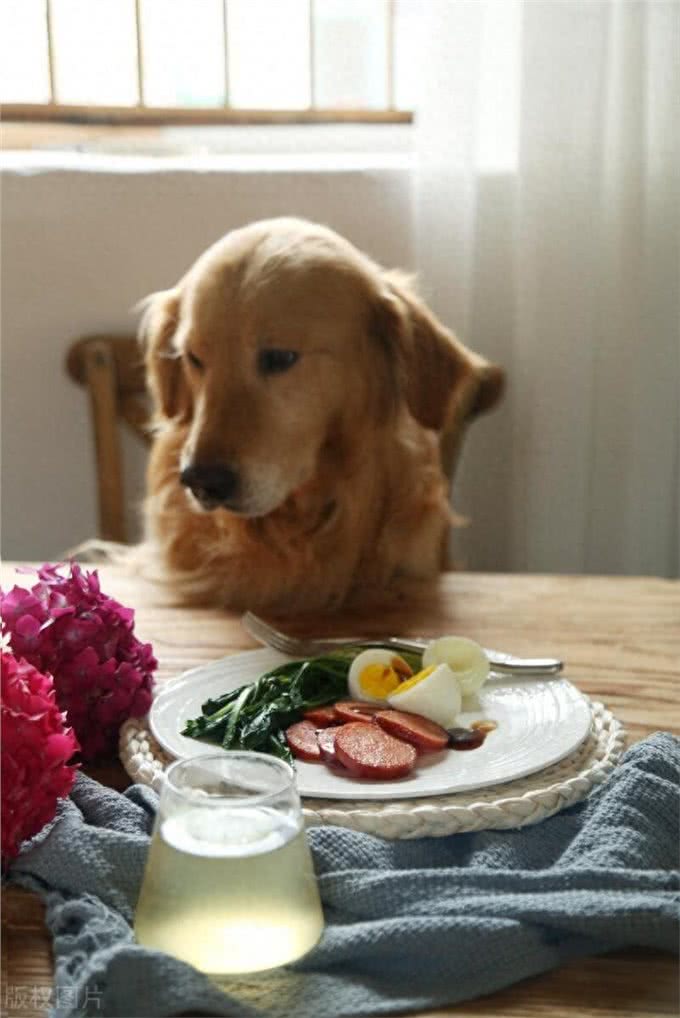 秋季狗狗厌食?吃这些破解食欲不振!
