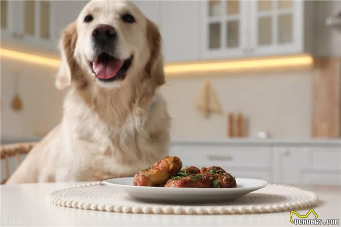 秋季狗狗厌食?吃这些破解食欲不振!