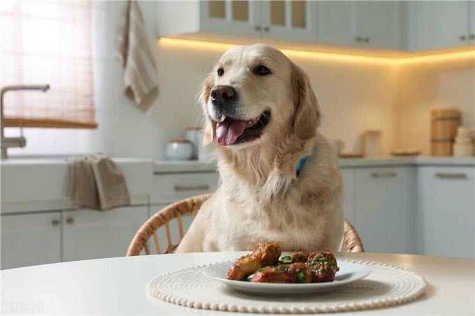 秋季狗狗厌食?吃这些破解食欲不振!