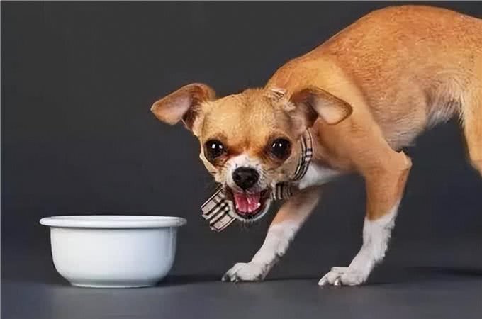 揭秘你不知道的狗狗护食真相，捡屎官必看