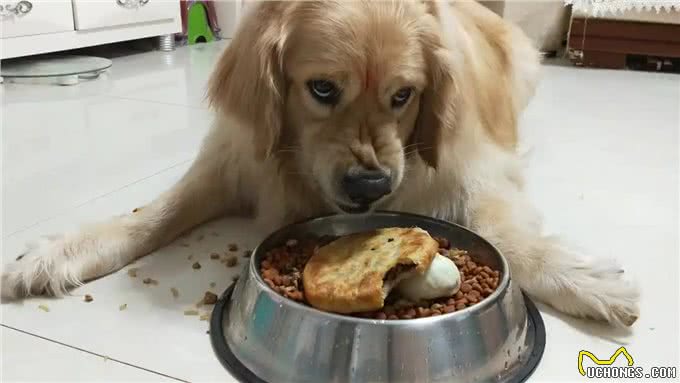 揭秘你不知道的狗狗护食真相，捡屎官必看