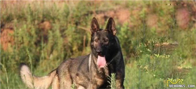4种国产狼犬，一种被称为国之娇子，另外一种是黑狼的后代