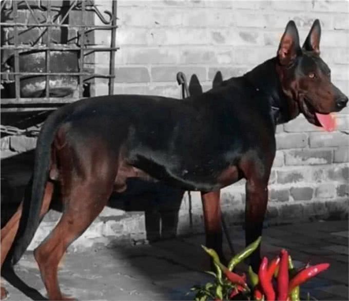 4种国产狼犬，一种被称为国之娇子，另外一种是黑狼的后代