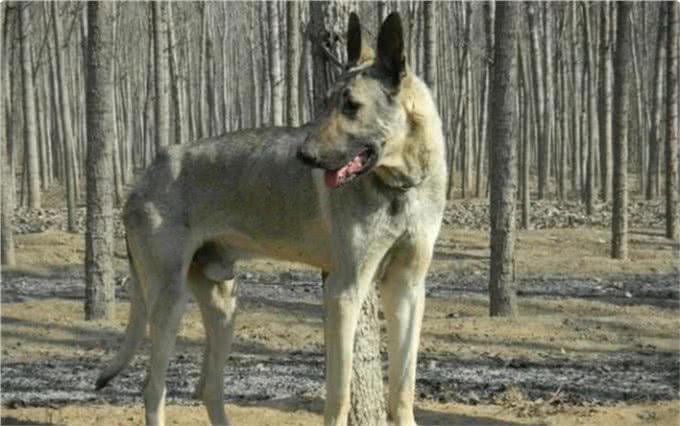 4种国产狼犬，一种被称为国之娇子，另外一种是黑狼的后代