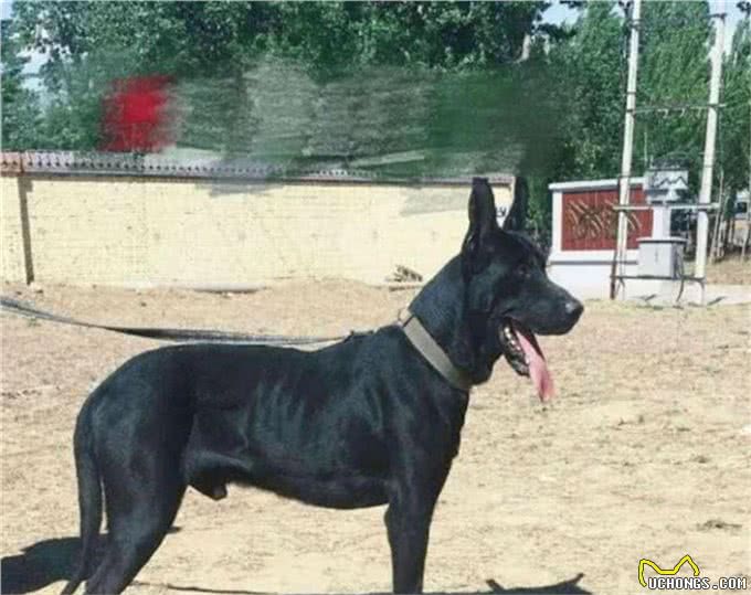 4种国产狼犬，一种被称为国之娇子，另外一种是黑狼的后代