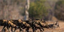 4种国产狼犬，一种被称为国之娇子，另外一种是黑狼的后代