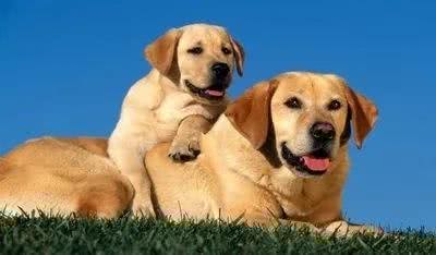 如何饲养和训练拉布拉多犬?