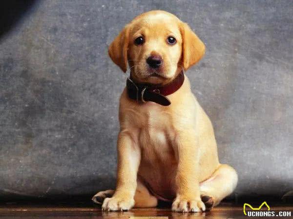 如何饲养和训练拉布拉多犬?